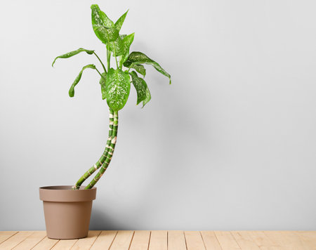 Pot with plant on light backgroundの写真素材