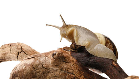 Snail on tree branch against white backgroundの写真素材