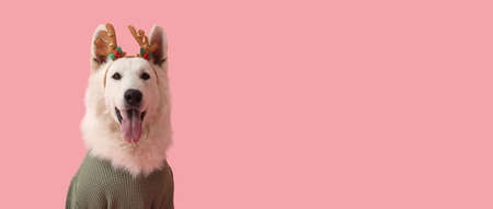 Cute dog in winter clothes and with Christmas decor on color background with space for text