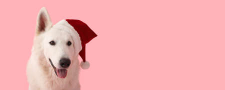 Cute dog in Santa Claus hat on color background with space for textの写真素材