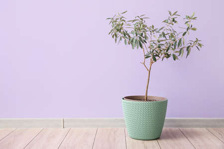 Houseplant in pot on floor near color wallの写真素材