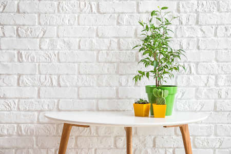 Different houseplants in pots on table near white brick wallの写真素材