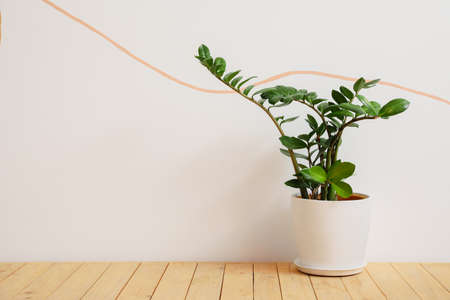 Houseplant in pot on floor near light wallの写真素材