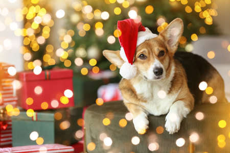 Cute Corgi dog in Santa hat at home on Christmas eveの写真素材