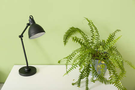 Houseplant and lamp on table in roomの写真素材