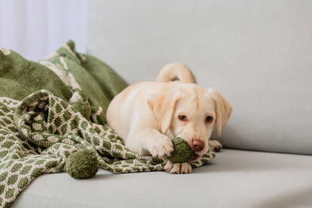 Cute Labrador puppy playing with plaid on sofa at homeの写真素材