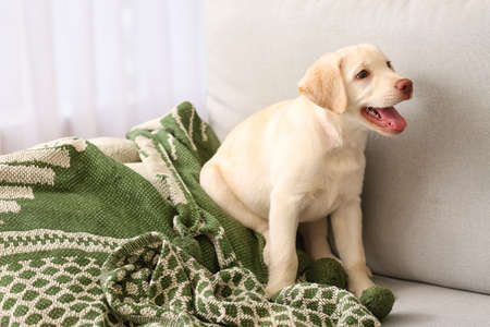 Cute Labrador puppy on sofa at homeの写真素材