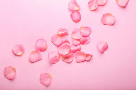 Beautiful pink rose petals on color background