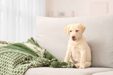 Cute Labrador puppy on sofa at homeの写真素材