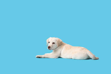 Cute Labrador puppy on color backgroundの写真素材