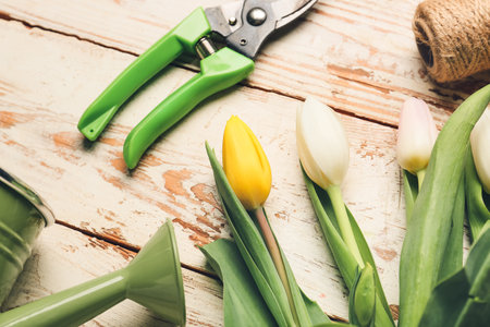 Tulip flowers and gardening supplies on white wooden backgroundの写真素材
