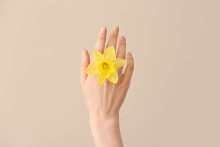 Female hand with narcissus on color backgroundの写真素材