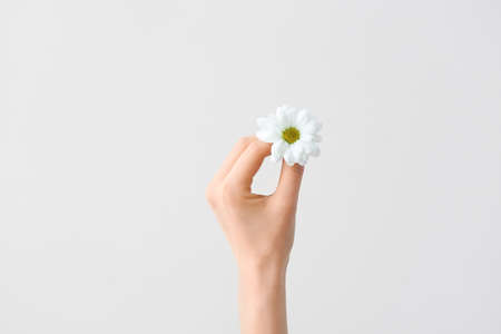 Female hand with spring flower on gray backgroundの写真素材
