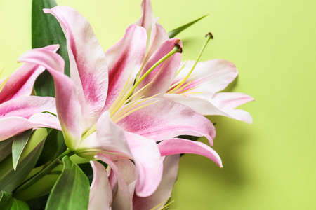 Beautiful lilies on color backgroundの写真素材