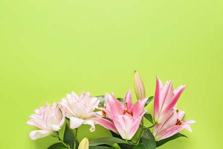 Beautiful lilies on color background
