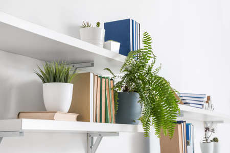 Shelves with books and plant hanging on light wallの写真素材