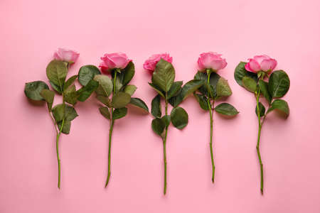 Beautiful pink roses on color backgroundの写真素材