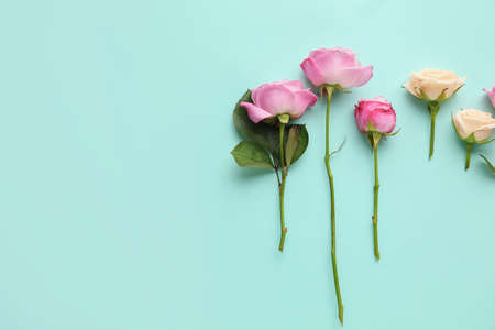 Beautiful roses on color background