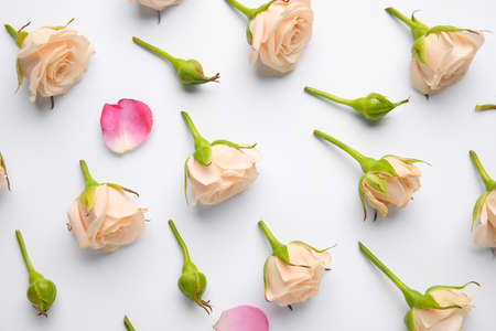 Beautiful roses on light background