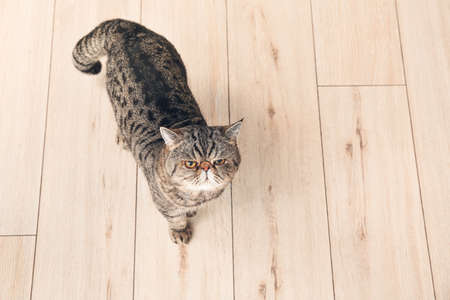 Cute exotic shorthair cat at homeの写真素材