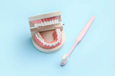 Tooth brush and plastic jaw model on color background