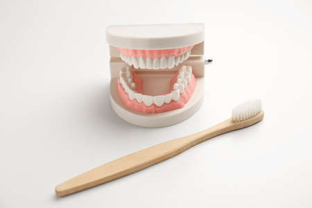 Tooth brush and model of jaw on white background