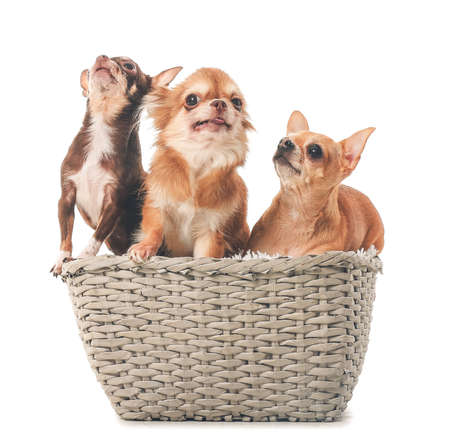 Cute chihuahua dogs in basket on white backgroundの写真素材