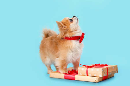 Cute chihuahua dog with gifts on color backgroundの写真素材