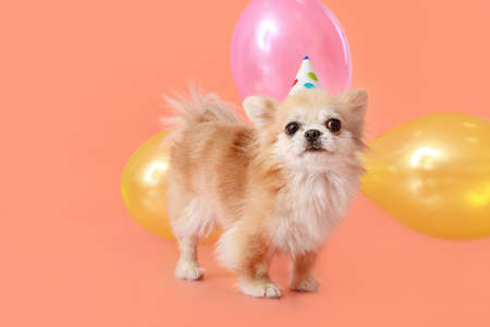 Cute chihuahua dog celebrating birthday on color backgroundの写真素材