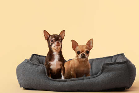 Cute chihuahua dogs in pet bed on color background