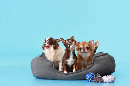 Cute chihuahua dogs in pet bed on color background