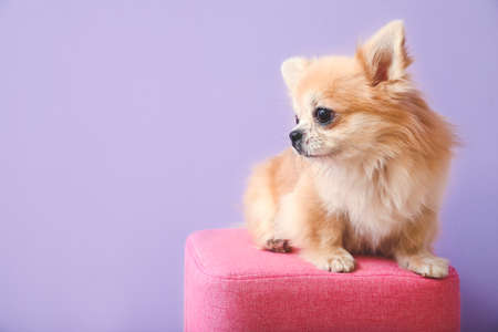 Cute chihuahua dog on pouf against color backgroundの写真素材