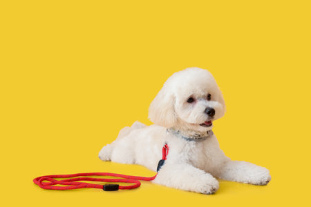 Cute little dog with leash on color background