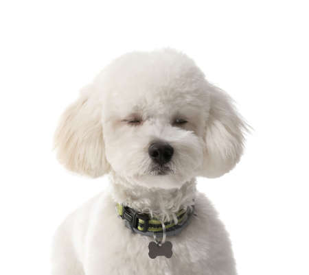 Cute Bichon on white backgroundの写真素材