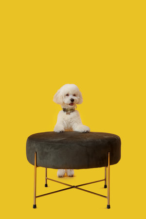Cute little dog and ottoman on color background