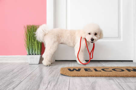 Cute little dog with leash in hallway