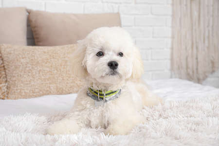 Cute little Bichon on bed in roomの写真素材