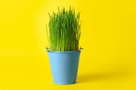 Bucket with green grass on color backgroundの写真素材