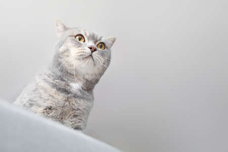 Cute curious cat at homeの写真素材