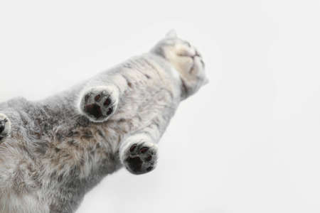 Cute gray cat on glass surface, bottom viewの写真素材