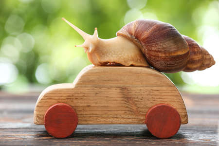 Snail on wooden car outdoorsの写真素材