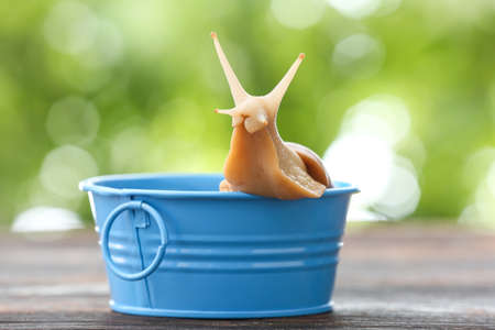 Giant snail on basket outdoorsの写真素材