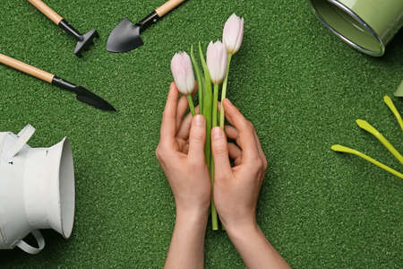 Hands with flowers and gardening tools on color backgroundの写真素材