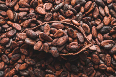 Cocoa beans as background, closeupの写真素材