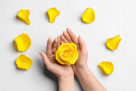 Hands with beautiful yellow rose and petals on light backgroundの写真素材