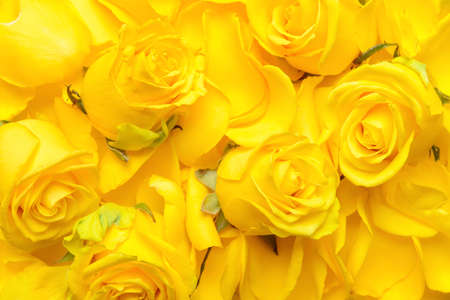 Beautiful yellow roses as backgroundの写真素材