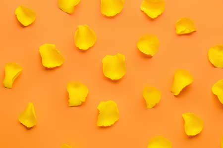 Beautiful yellow rose petals on color backgroundの写真素材