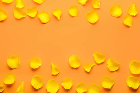 Beautiful yellow rose petals on color backgroundの写真素材