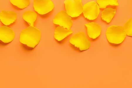 Beautiful yellow rose petals on color backgroundの写真素材