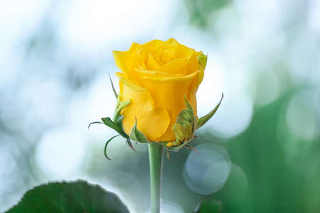 Beautiful yellow rose outdoors, closeupの写真素材